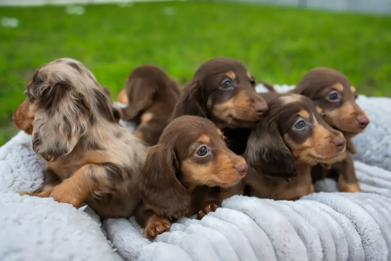 Cosa preparare prima che arrivi il cucciolo