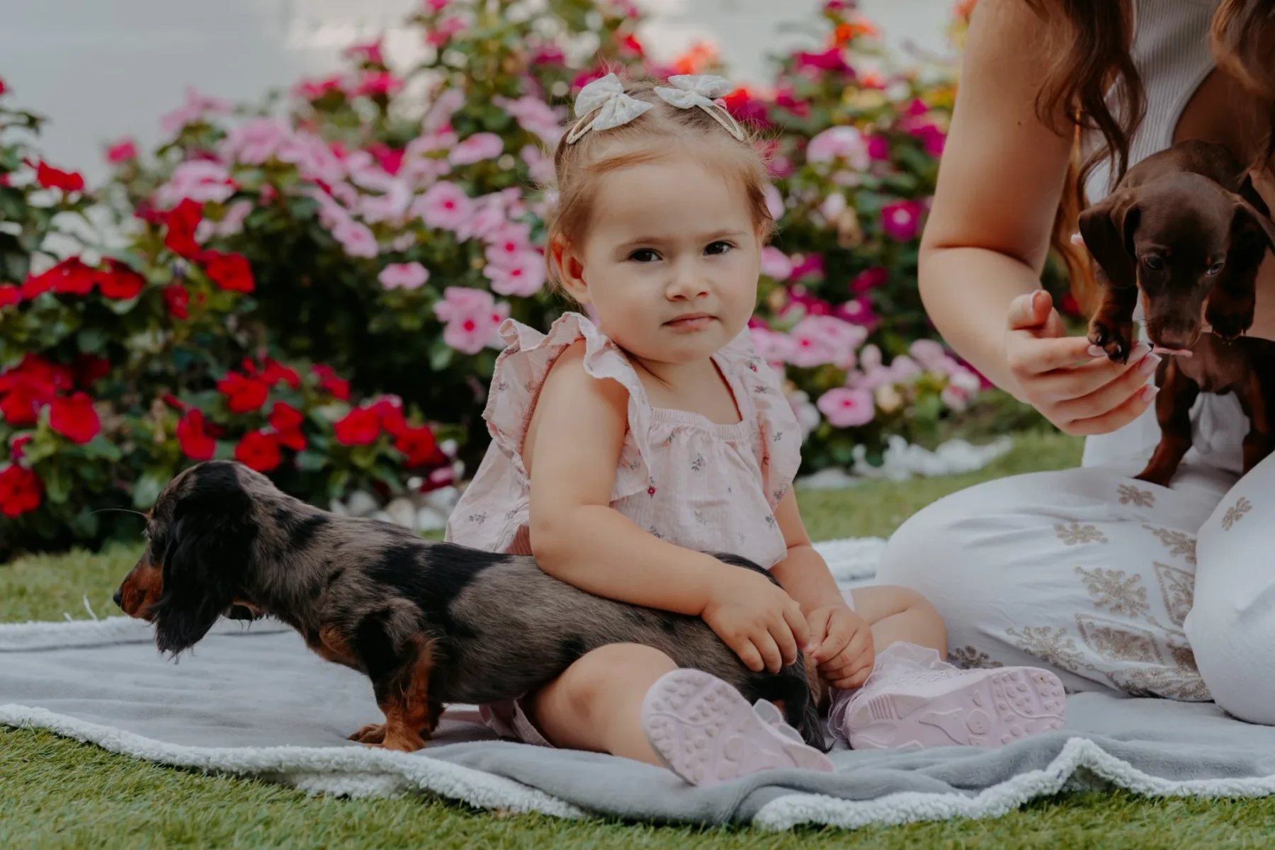 Bassotto e bambini: regole chiare, niente ansia