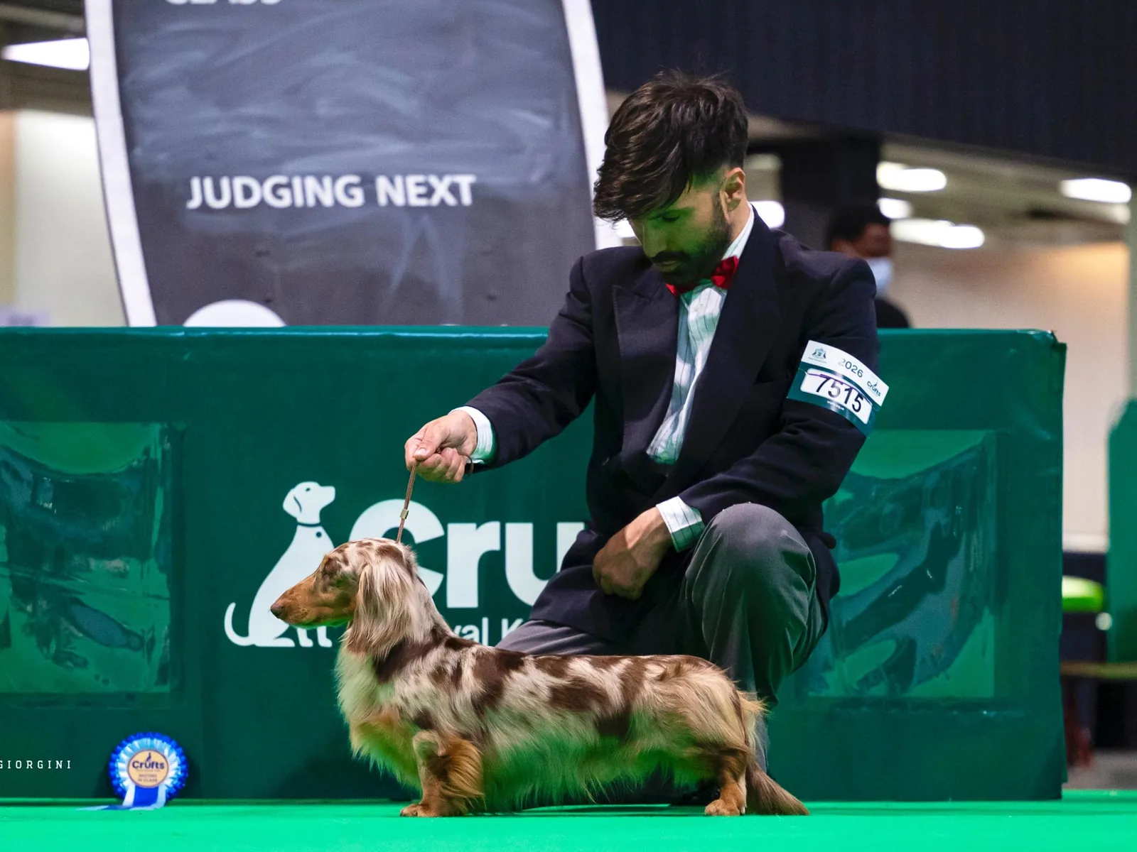 Littl Fut Ximico sul ring di Crufts